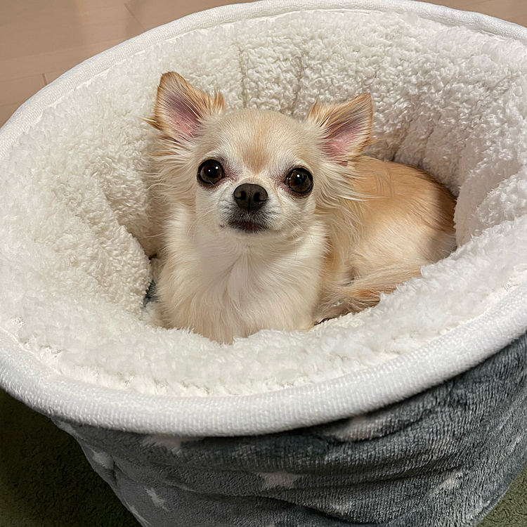 安全確認をしてスッポリ入りました😆😆
そのまま寝ていました🐶💤