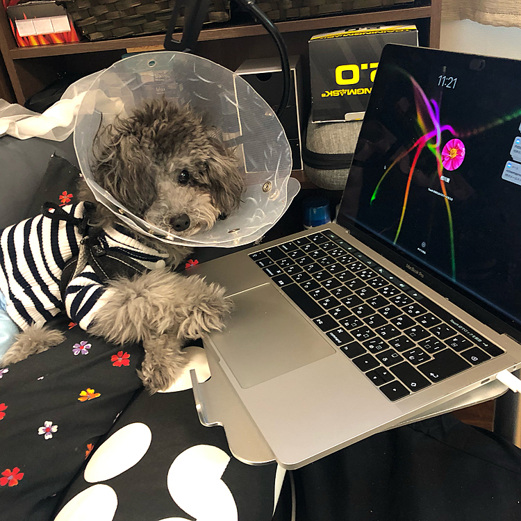 パソコンでお仕事ワン🐶