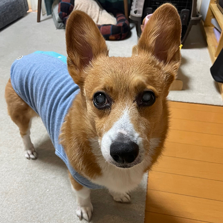 このお顔は反省しているのでしょうか😅
まだまだおバカなことやるのですね…😭
もう少しで11歳になるのに😭