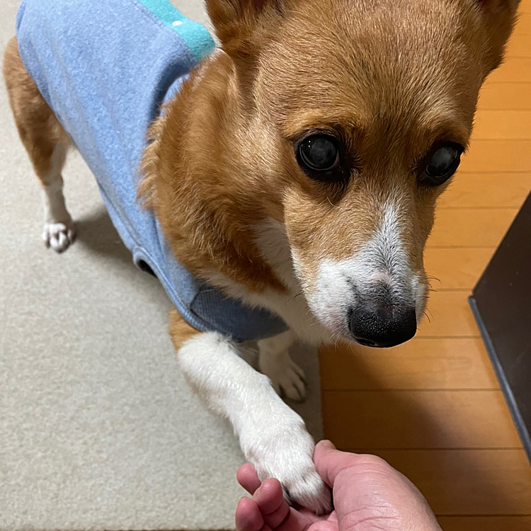 ちなみに反省しているか聞いたところ、急にお手をしてごまかしている模様です🤣