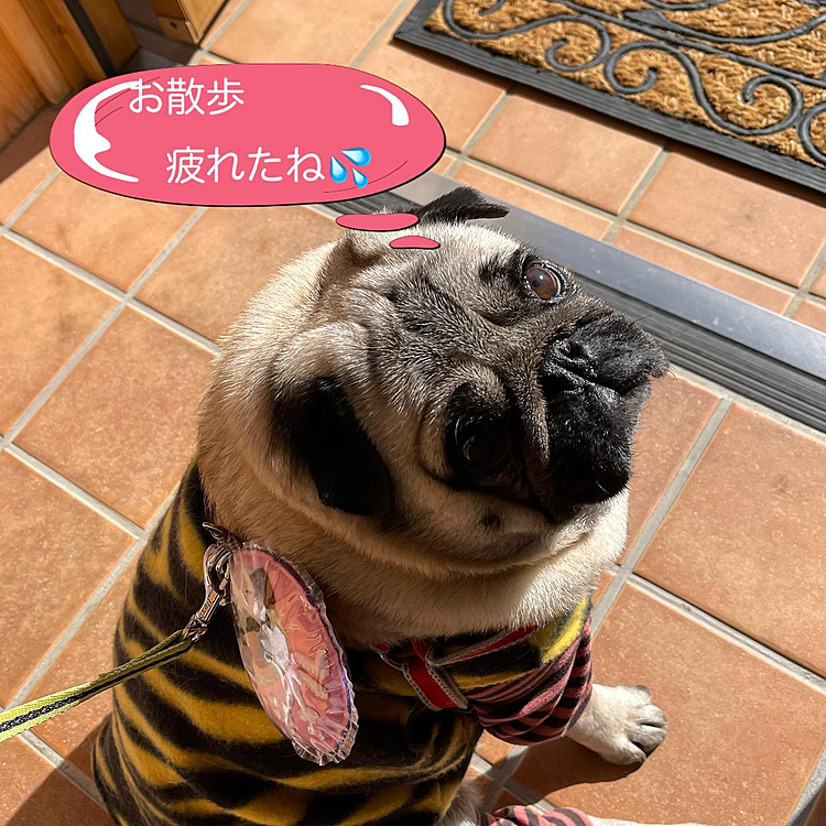 お散歩元気に頑張りました😊
玄関でへこたれてます😅😅