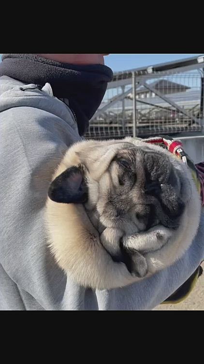 やっぱり最後はとうちゃん抱っこ🐶
おもた〜ぃ😭ダイエット頑張ろう🤣🤣🤣