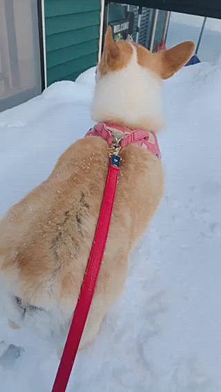 おかーたんから、オチリを押してもらって雪の山の頂上へ😃
後ろ足が埋まってズボッ😃
その後、前足が埋まりズボッ❣️笑笑
面白いなキミ🤣