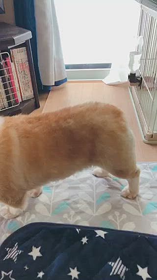 家ではボール遊び😃
タフなヤツ🤣😃😃