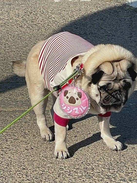 ししまる地方、いいお天気でした☀️
元気にお散歩🐶