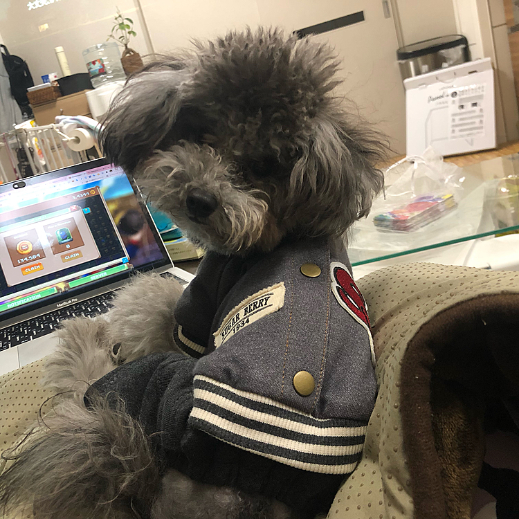 ゲームに夢中だワン🐶