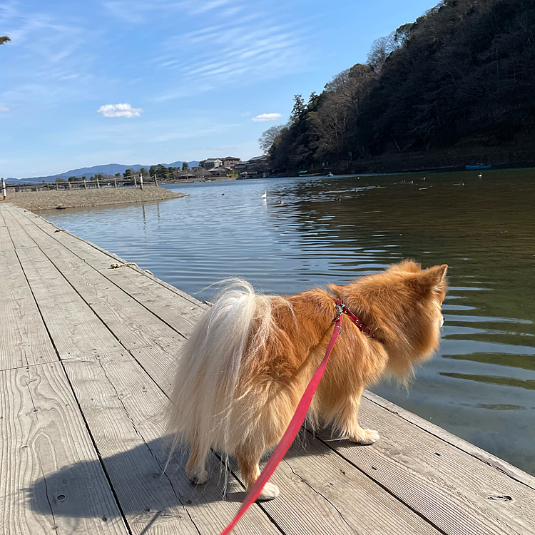 渡月橋を渡って少し歩くと、保津川のほとりに来れます✨
水が綺麗でした〜✨