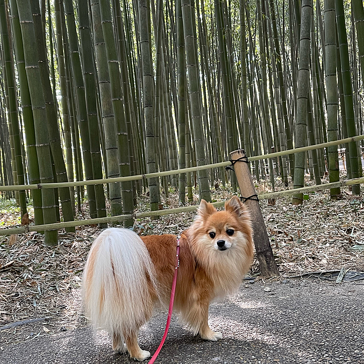 そして竹林😆
ここは侘び寂びの雰囲気が素敵で、落ち着きます🎍
野宮神社にも行きました。私は撮影していませんが、カメラマンさんにしっかり撮って頂きました😊