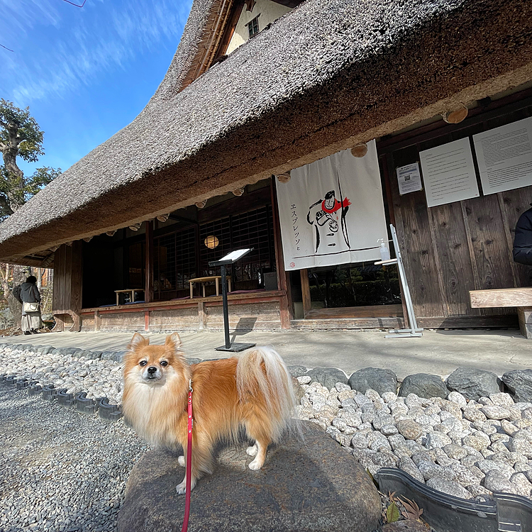 茅葺き屋根の趣のあるお店で、カメラマンさんにもしっかり撮って頂きました😊
そして、ここでお別れ。
凛はお別れ後にカメラマンさんを必死で探してました😊
優しくてフレンドリーな方だったので、とても楽しく過ごせて凛も懐いてました😍