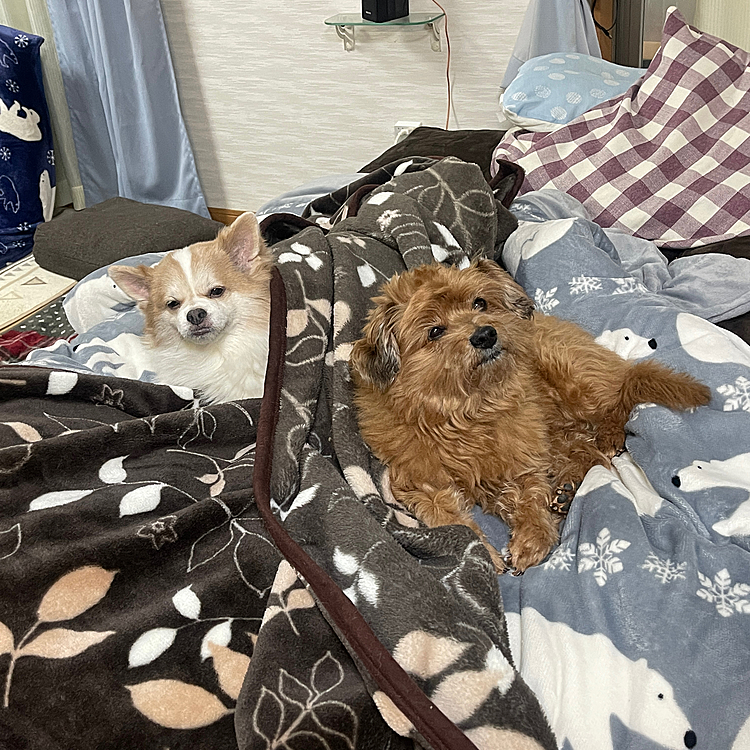 今日は仲良くソファで仲良くオヤジ待ち
