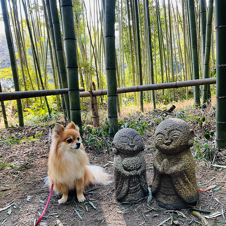 竹林の小径から嵯峨野方面に歩くと竹林を堪能できる場所があり、そこにはこんな可愛いお地蔵様が2人笑顔で出迎えてくれます🥰
凛、ガン見🤣