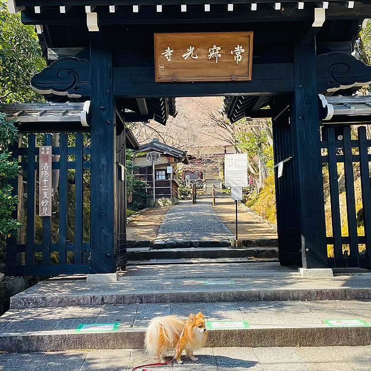 更に進んで常寂光寺へ。
こちらはワンコ抱っこかバッグインならOKです✨
敷地内の地面に下ろすのもダメなので、腕が鍛えられました😂
