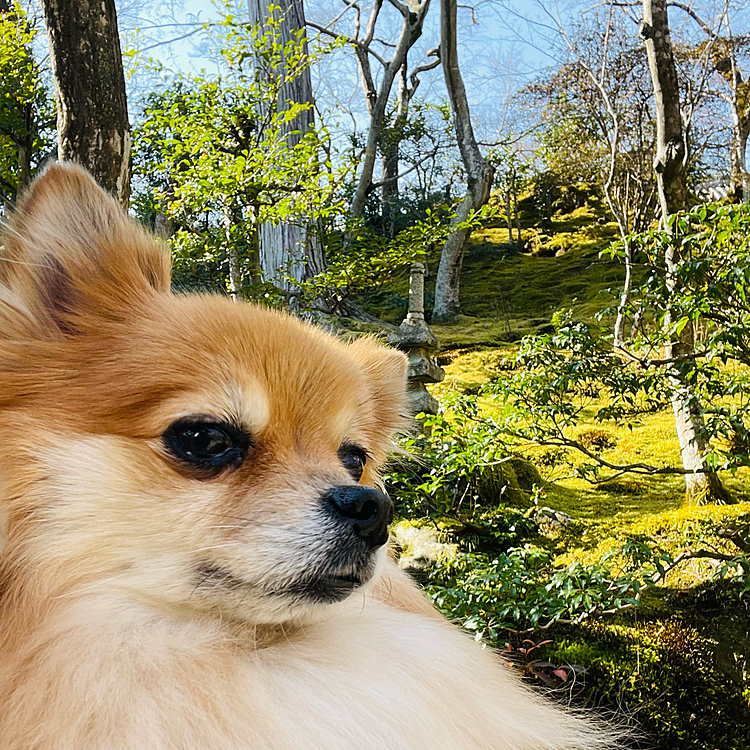 侘び寂びの言葉がピッタリなお寺です。苔の緑が綺麗✨