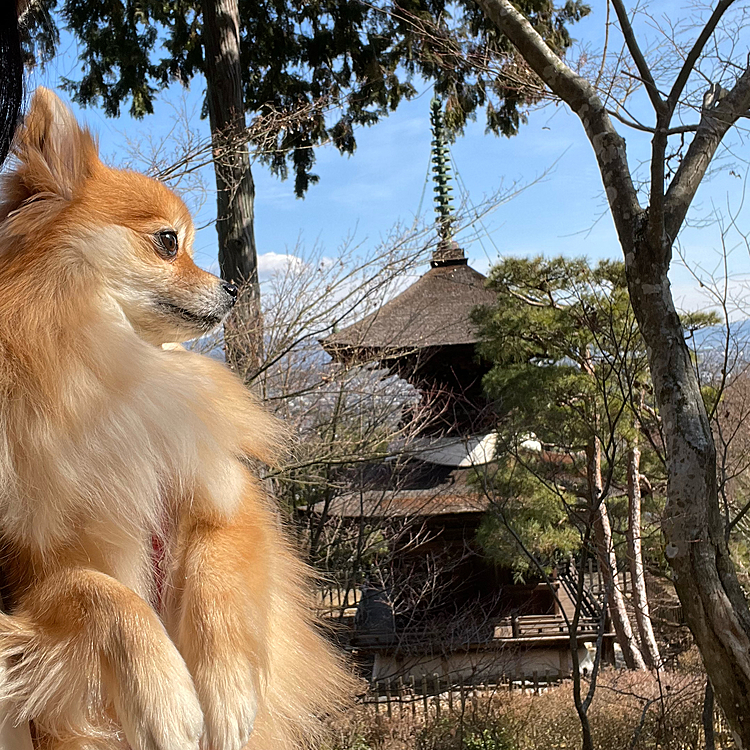 重要文化財の多宝塔とコラボ✨