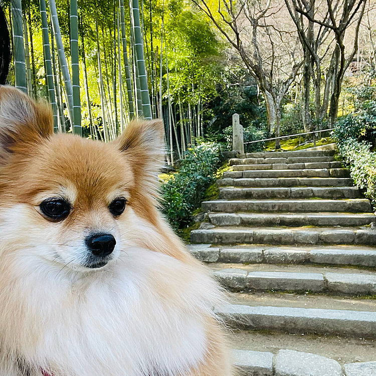 ここにも緑豊かな竹林があります🎋
それにしても階段が多いお寺でした〜😂