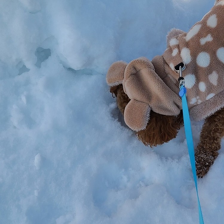 雪に鼻を突っ込む陸ちゃんです🐶(笑)