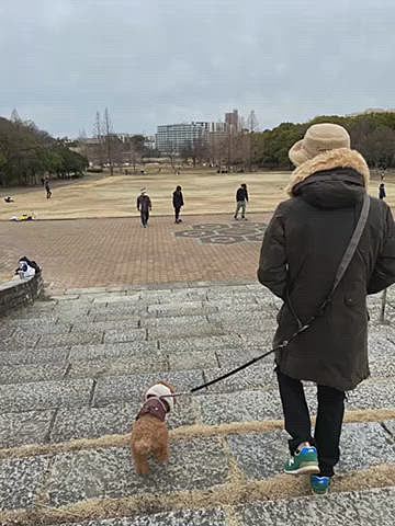 最終日(月)
昼過ぎから雨予報なので午前中にいつもの広場へお散歩♪
休日は子供達が自転車🚲やブレードボード🛹サッカー⚽️やキャッチボール⚾️しています🏃♂️
お友達には全く会えませんでした🐕🦺🐕🐩
見ての通りのトボトボ君😂
飼い主の前方にいるか後方にいるかでテンションの違いがわかります💦