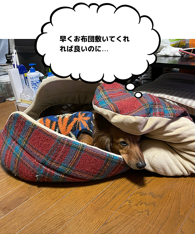 何か…寝床の使い方がどぉにもおかしい😅😅😅(苦笑)