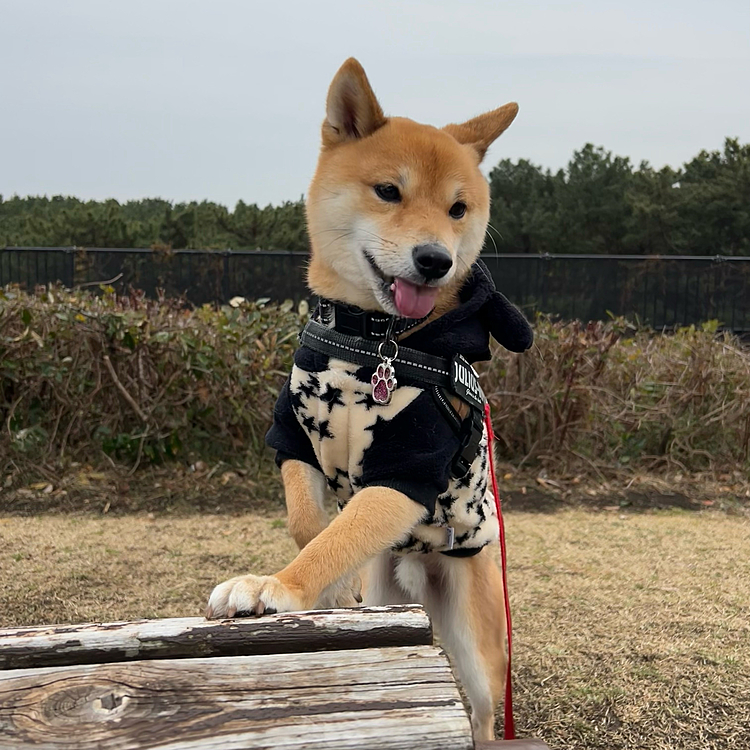 2022.02.14(月)
このところ近所の散歩コースばかりでしたが
久しぶりに広い公園に🌳


