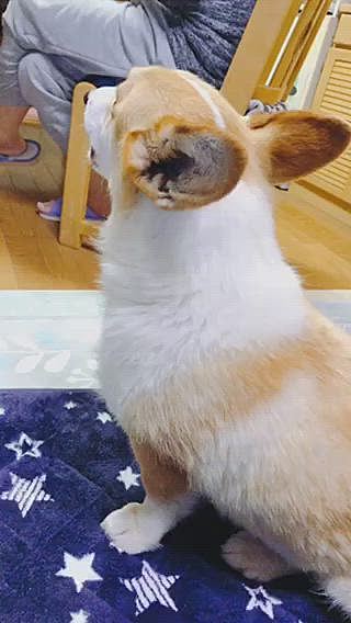 と、思ってたら、旦那に怒り吠え😃
何故怒る。。😃
誰か来たよ。。の言葉に反応😃
誰も来ないってば🤣🤣
いつも同じ事をしてる2人です🤣🤣🤣