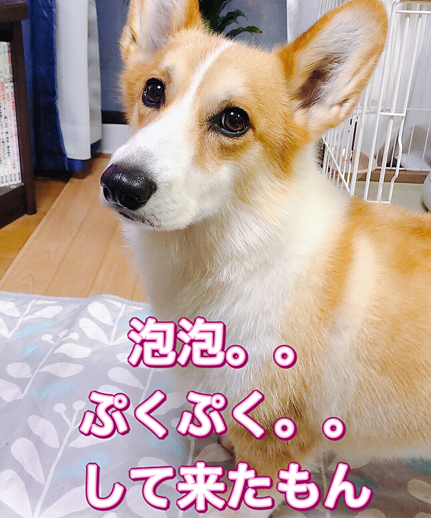 そんなこんなで、今日も無事にトリミングおわりました😃
泡泡して来たよ😃
次は来月ね😃
その前に、ワクチン行かないとな😃
フィラリアの注射もあるし、これからは狂犬病もあるし、春に向けて忙しいよね😃
この時期は😃