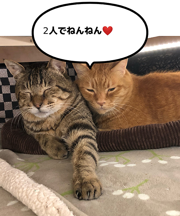 Max&Kittyの投稿