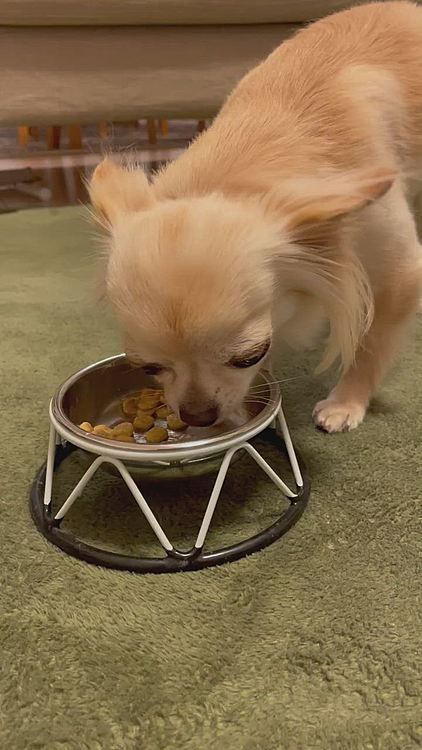 マイペースにご飯を食べています😊
残さず完食して良かったです。お皿がピカピカになると嬉しいですね😆😆❣️