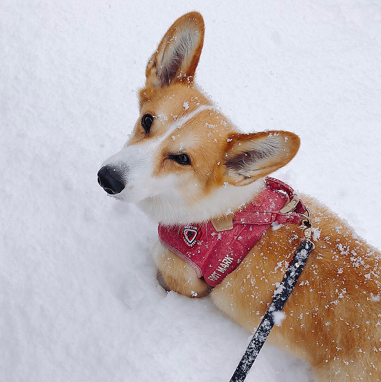 今朝起きたら😱
雪がドッサリ🌀😱
また降るんかい⛄️
まあるのアンヨ隠れるくらい積もってた😃
15センチくらい？😃
さすがのまあるも動けない🤣