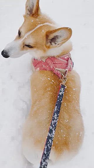 まあるの立ち往生😃
車の屋根の分が夜積もった分です⛄️
早速雪かき😃
飼い主汗だく💦
