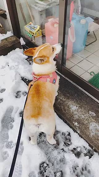 昨日の夕方、じーちゃんちに散歩がてら生存確認に行ったのに😃
じーちゃん、グランドゴルフに行ってて留守だった😃元気だからいいね😃
まあるは、じーちゃんに会いたくてなかなか帰ろうとしない💦
だから、まあるの足跡沢山残して来たよ。
これで、じーちゃん、まあるが来たのわかるからね😃
ナレーション付き動画です🤣🤣🤣