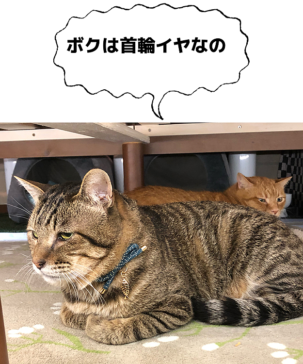 外に出てしまった時のことを考えて首輪を用意。Kittyはすぐ付けてくれたけど、Maxは断固拒否。