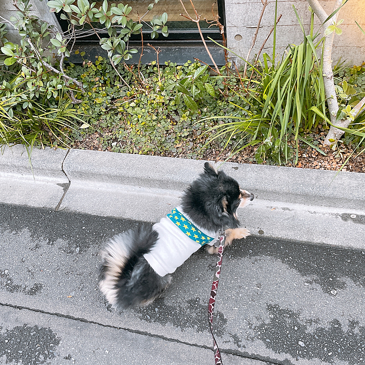 
オトモダチがちらほらいました🐶

雨やんだからですかね、
タイミングが同じ🐾笑

犬飼ってる人あるある😂

