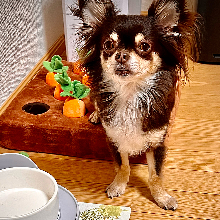 今日は雨が止んだので、ニコと作り置きをひたすら頑張るデイ😤

普段より長めのお散歩と、作り置きのついでにニコのおやつも作って…一瞬でなくなってまた待ってる💦
