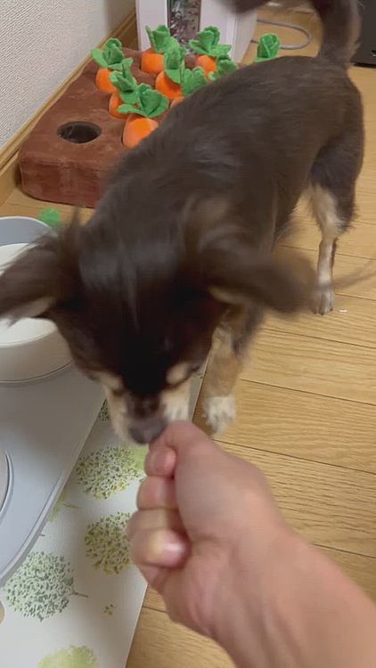 待たれると少しあげてしまうダメな飼い主ー💦