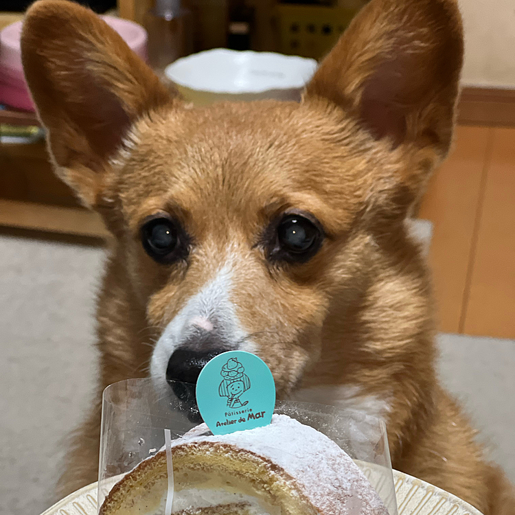 いつも週末にお買い物に行くスーパーの近くにアトリエドマーというケーキ屋さんができました🍰
これはマーロール😁あとマープリンを買いました🍮
ほぼ名前だけで買ってます😆😆😆
味はマーマー美味しかったです🤣🤣🤣