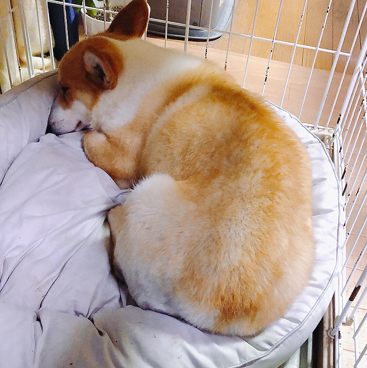 まあるが、まあるく睡眠😃
↑昨日の夜の写真😃