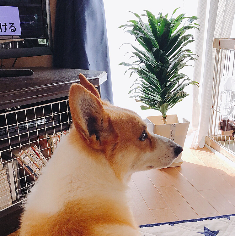 おかーたん、背中ナデナデして😃
ナデナデアピール😃