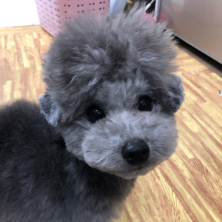 前髪縛ってみた