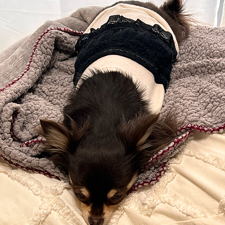 つちのこ状態。

仕事に行く雰囲気を察して、静か。