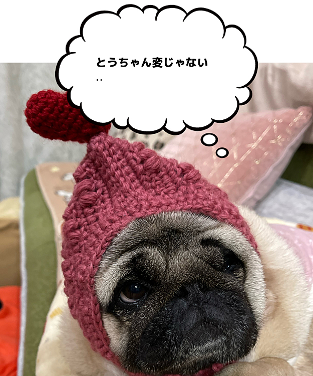 届いてすぐにかぶせたら、かわいい❤️