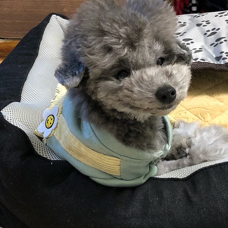 
おさるさんみたい