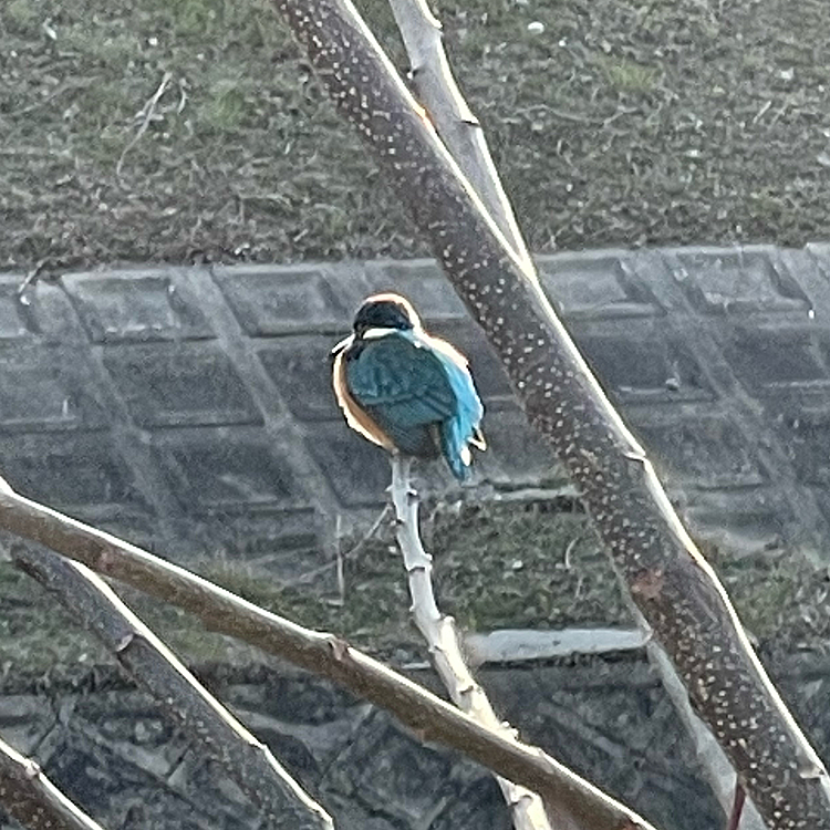 またカワセミに会えました😊
お散歩の時は天気も良かったのと、珍しく近くにいたので、前回より綺麗に撮影できました😊
でも、スマホだとこれが限界😅