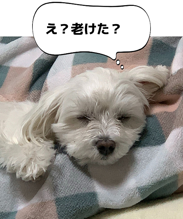いつの間にか
老け顔で寝てました😪