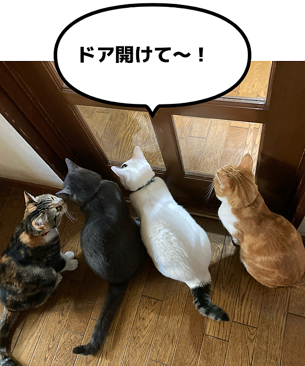 ※ヒマちゃん(左)はドア開けられます※