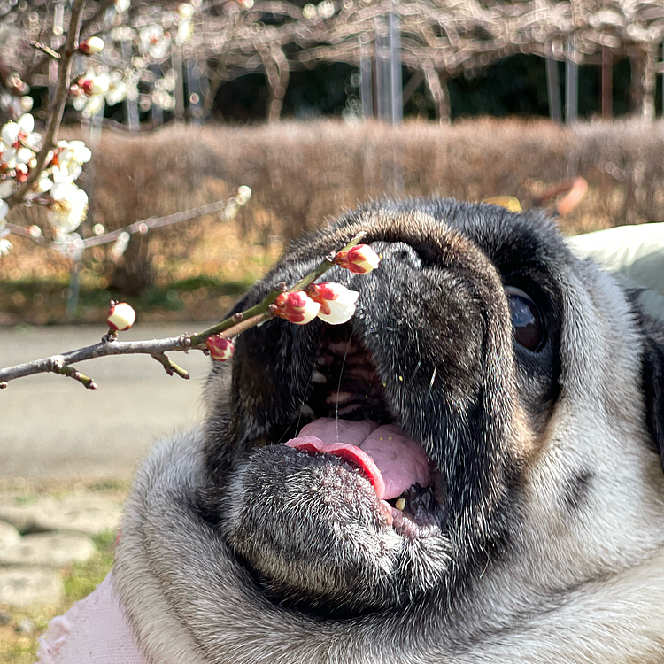 梅の香りに誘われてのお散歩🌸
ししまるにはウマウマに見えます🐶
危なかった‥ 😅