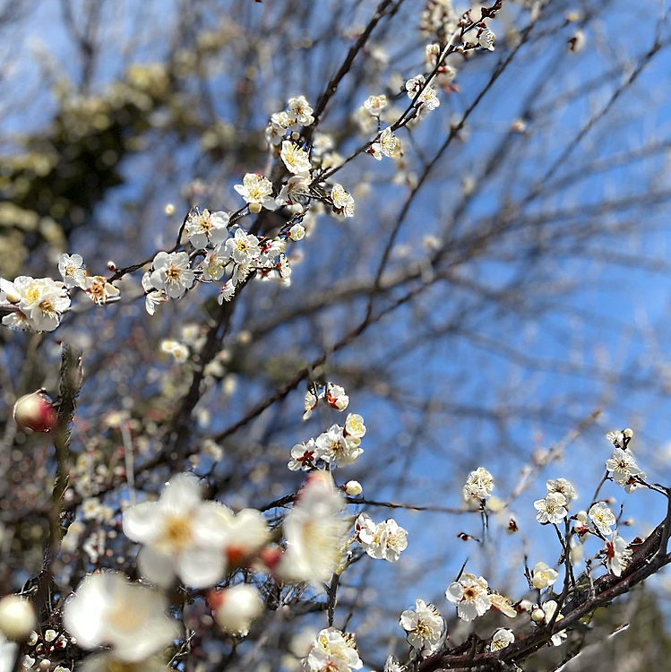 いい香りがします☺️