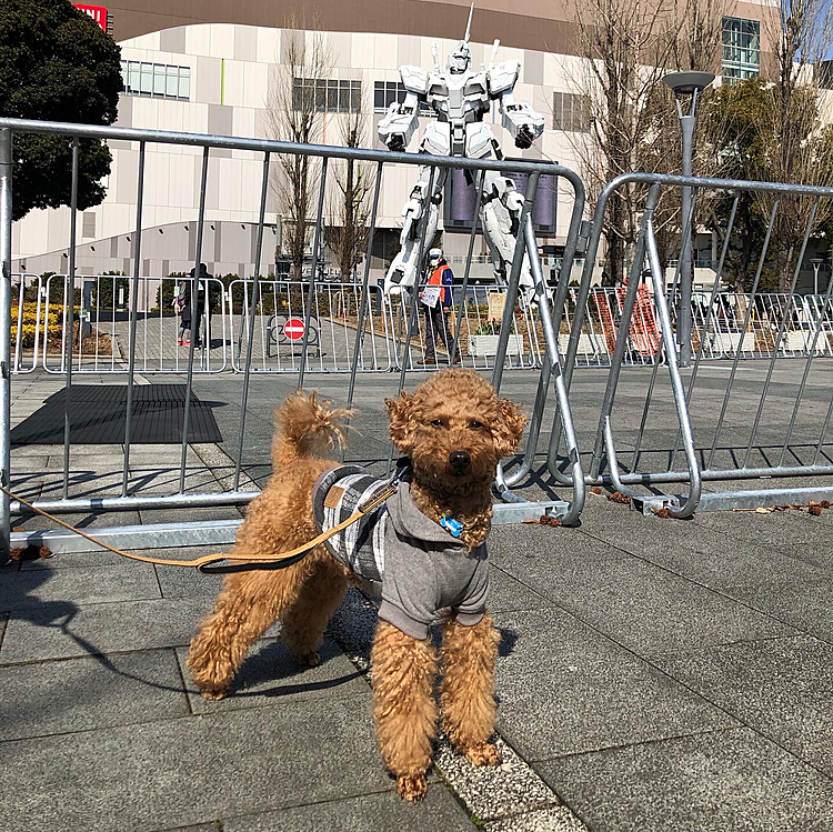 皆さまお久しぶりでございます😃
でかプーのニコです🐶
おかげさまで元気にしております。

先日、お台場に行ってきました😃
ヴィーナスフォートが3月でなくなるとのことなので、もう一回ぐらい行っておこうと思いまして。