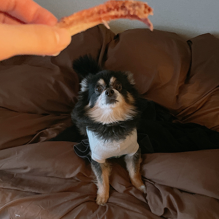 ドヤッ👀✨

食べかけのオヤツを前に
シャキーンと背筋伸ばしてます😂

今日は仕事が早く終わったので
長距離散歩🎶

