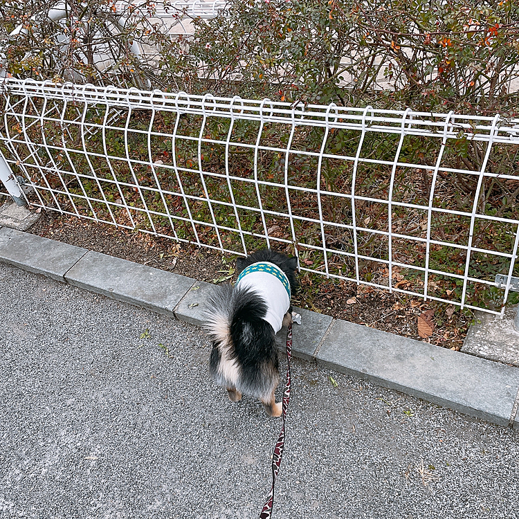 
クン活に励み、
オトモダチと遊び、充実充実🐾🤣

お毛毛が伸びてきて
「豆柴ちゃん〜？」と言われました🐯

