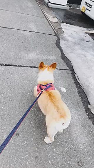 あー、やれやれ💦
あのままじゃ、ちゃんと歩けないよな。。
ブツブツ。。🌀🌀🌀
まあるのオチリが少しだけ怒ってた？
様な？気がしました🌀
